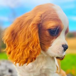 Block - Blenheim male Cavalier King Charles Spaniel puppy in Watsontown, Pennsylvania from Huntsman Cavaliers