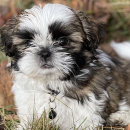 Shih Tzus from Rivers Edge Shih Tzu’s