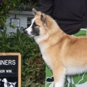 Icelandic Sheepdogs from McEremon