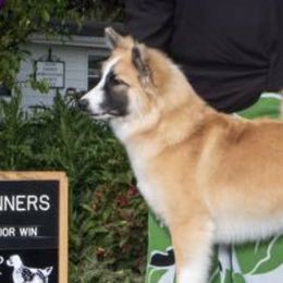 Icelandic Sheepdogs from McEremon