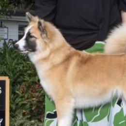 Icelandic Sheepdogs from McEremon