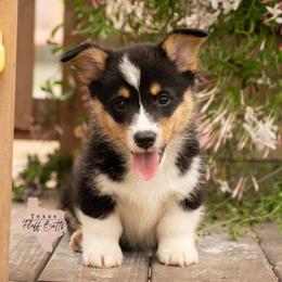 Snoop, the scoop - Black and tan male Pembroke Welsh Corgi puppy in Keene, Texas from Texas Fluff Butts and Friends