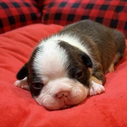 Girl 2 - Black brindle and white female Boston Terrier puppy in Conyers, Georgia from Dixe Hill Dogs