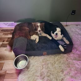 Border Collie Puppies from Cullins Collies