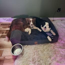 Border Collie Puppies from Cullins Collies