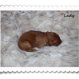 Lady - Dark golden female Golden Retriever puppy in Anson, Texas from Diamond Bar N Ranch
