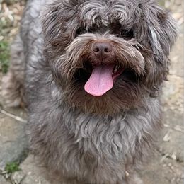 Gizmo - Havanese