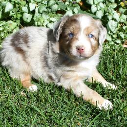 Red Merle Male with Blue Eyes - Red merle male Miniature Australian Shepherd puppy in Parma, Idaho from Arena Valley Acres