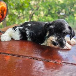 Clover - Parti male Miniature Schnauzer puppy in Saratoga Springs, Utah from Happy Beard Schnauzers