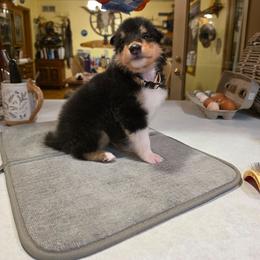 Beige - Black white and tan male Collie puppy in Wykoff, Minnesota from Country Collies