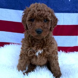 Johnny - Red  male Goldendoodle puppy in Spokane, Washington from Goldendoodles on the Prairie