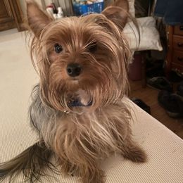 Yorkshire Terrier Puppies from Regina Jones's Yorkshire Terriers