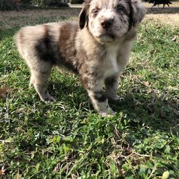 Australian Shepherd Puppies from Azzo Aussies