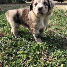 Australian Shepherd Puppies from Azzo Aussies