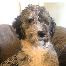 Havynn - Bernedoodle