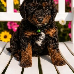 Cosmo - Black phantom male Aussiedoodle puppy in Deer Park, Washington from Doodle Paw Ranch
