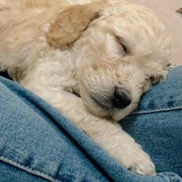 Goldendoodle Puppies from Samara Farms