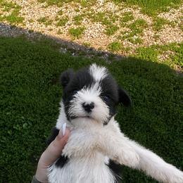 Girl 3 - Parti female Miniature Schnauzer puppy in West Point, Nebraska from Canyon Rose Schnauzers