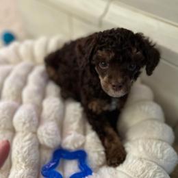 Cupid - Brown male Poodle puppy in Lathrop, California from Stellar Poodles