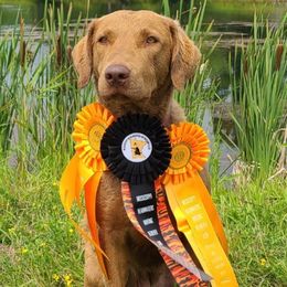 Chesapeake Bay Retriever puppies from Ball Bluff Kennel
