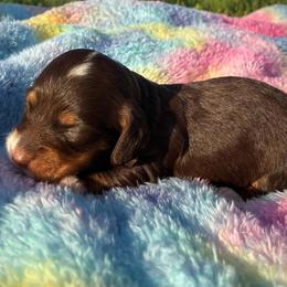 Rose - Piebald female Dachshund puppy in Harrison, Arkansas from Dachshunds on the Hill