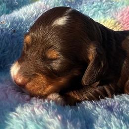 Rose - Piebald female Dachshund puppy in Harrison, Arkansas from Dachshunds on the Hill
