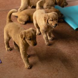 Golden Retriever Puppies from Mountain Reign Golden Retrievers