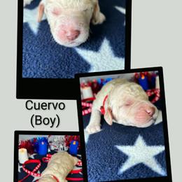 Cuervo - Apricot male Goldendoodle puppy in Water Valley, Mississippi from Olympian Doodles