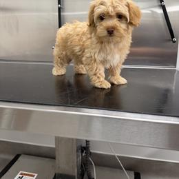 Chester Havapoo - male Havapoo puppy in Tennessee Colony, Texas from Poodle an Doodles 3:16