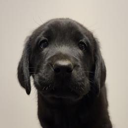 Tan - Black male Labrador Retriever puppy in Middleton, New Hampshire from Tag Hollow