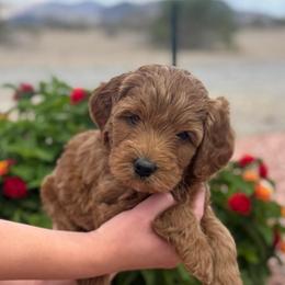 Hadley - Red  female Goldendoodle puppy in Tonopah, Arizona from DJ’s Doodles