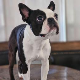 Howard - Boston Terrier
