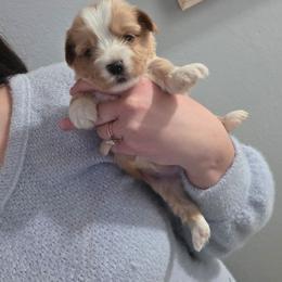 Light Blonde Male - Gold male Yorkshire Terrier puppy in Lakeland, Florida from You Me & The Yorkies