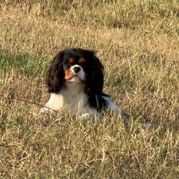 Josie - Cavalier King Charles Spaniel