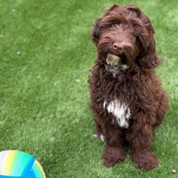 Molly - Chocolate female Australian Labradoodle puppy in Rhode Island from Highland Beach Labradoodles