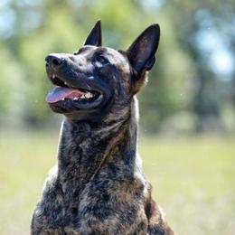 Legacy - xDutch Shepherd