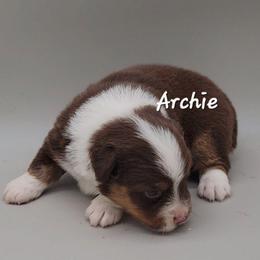 Archie - Red tri male Miniature Australian Shepherd puppy in Waxhaw, North Carolina from Cane Creek Aussies
