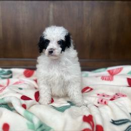 Blizzard - Parti male Poodle puppy in Quitman, Mississippi from P&D Palace