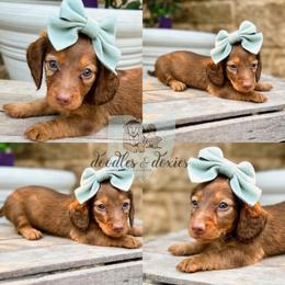 Dachshund, Goldendoodle, and Sheepadoodle Puppies from Doodles & Doxies