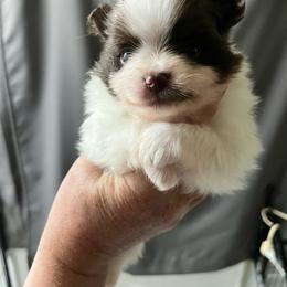 Bunny boy - Chocolate parti male Pomeranian puppy in Maplefalls, Washington from Snow peak poms