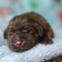 Cash - Chocolate male Labrador Retriever puppy in Williamston, South Carolina from Dutton Dog Co & Dalla Grazia Doberman