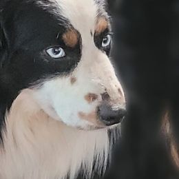 Miniature American Shepherds, Miniature Australian Shepherds, and Toy Australian Shepherds from Rodeo Aussies