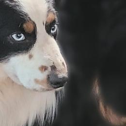 Miniature American Shepherds, Miniature Australian Shepherds, and Toy Australian Shepherds from Rodeo Aussies