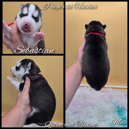 Sebastian - Black and white male Siberian Husky puppy in Bloomfield, Indiana from Paiges lil huskies