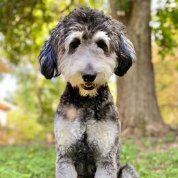Zelda - Bernedoodle