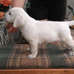 Golden Retriever and Labrador Retriever Puppies from Golden Hills Retrievers