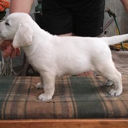 Golden Retriever and Labrador Retriever Puppies from Golden Hills Retrievers