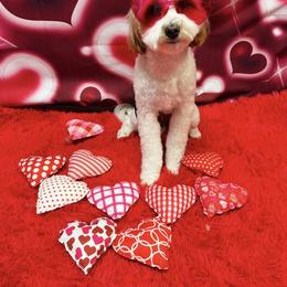 Bernedoodle and Goldendoodle All Grown Up from Pecks Oodle Doodles