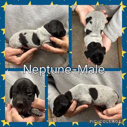 Neptune - Black roan male German Shorthaired Pointer puppy in Pierz, Minnesota from RFP Pointers German Shorthaired Pointers