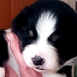 Girl 1 - Black tri-color Australian Shepherd puppy in Maryland from Lake Shore Australian Shepherds